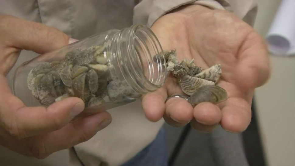 Zebra Mussels Multiplying in Water Plant