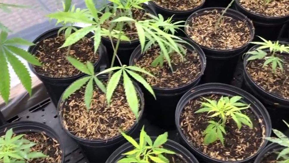 hemp plants