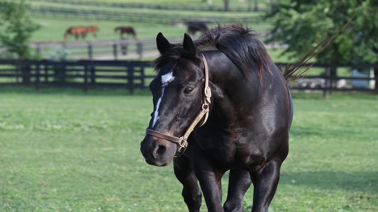 Take a Twilight Tour with Some of Kentucky's Greatest Thoroughbreds