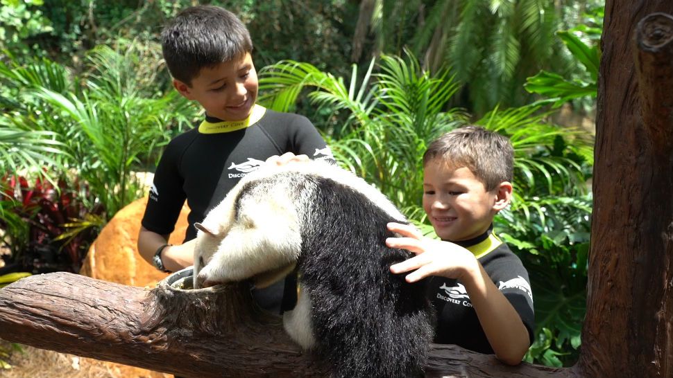 DiscovAery Cove has added a new behind-the-scenes animal tour called Animal Trek, which lets guests interact with animals. (Discovery Cove)