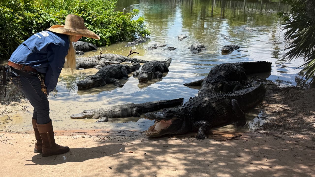 Gatorland theme park. (Photo: Allison Walker)