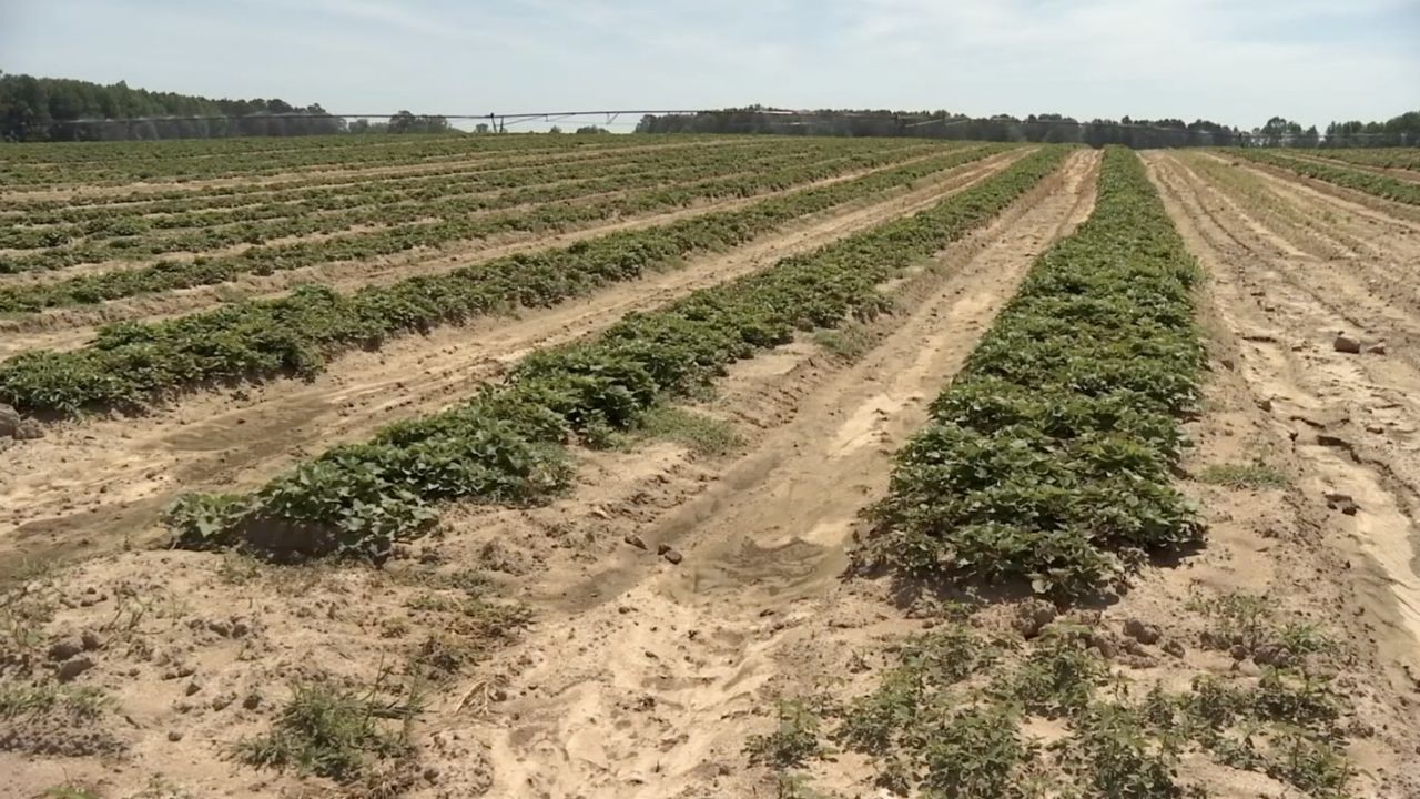 North Carolina's 1st Congressional District is largely rural and agricultural. (Spectrum News 1)