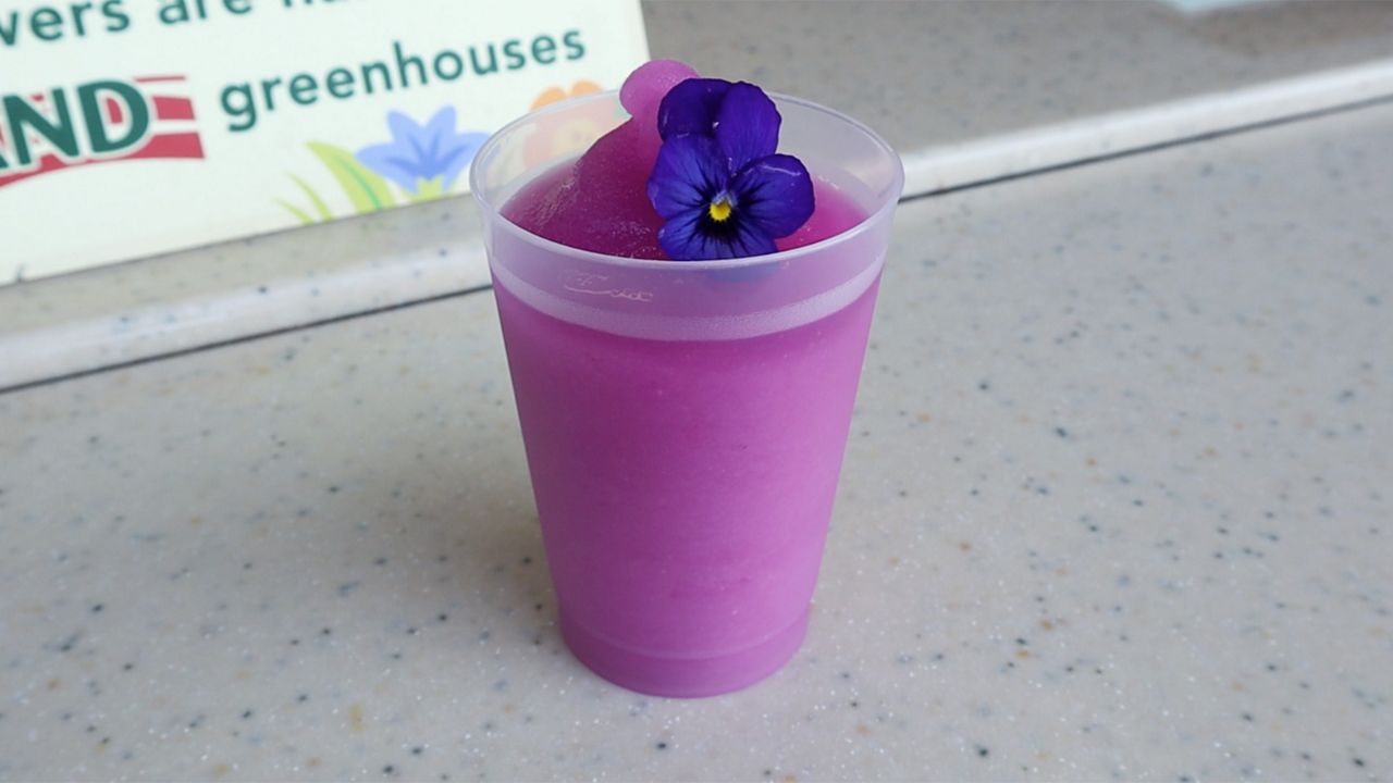Disney harvests thousands of flowers for popular drink