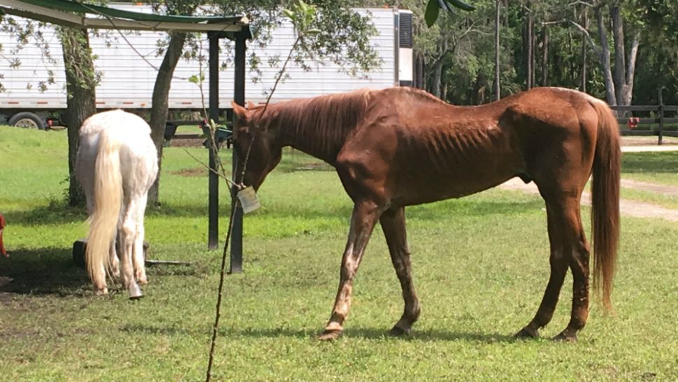 Sunny (left) and Chief were stuck in a stable for months after Hurricane Irma knocked down a fence at the Titusville field.