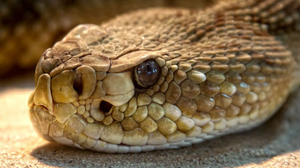 FILE- Rattlesnake.