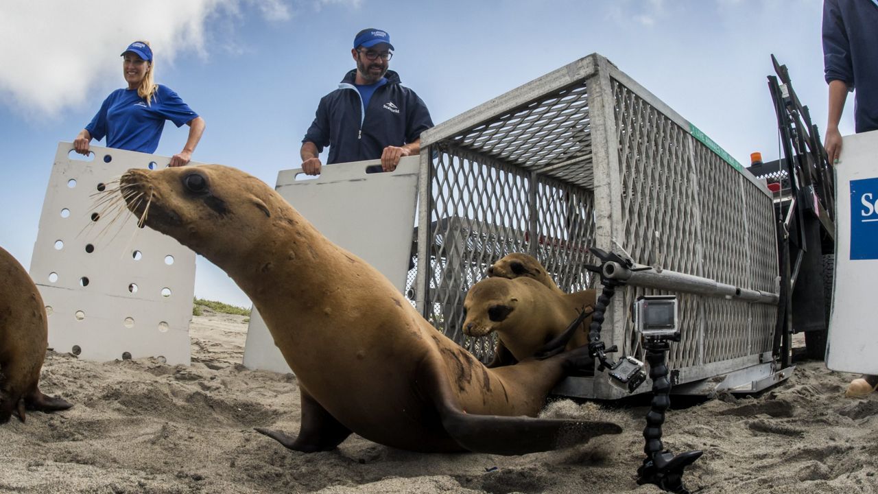 SeaWorld: Danger to Wildlife Still Accelerating