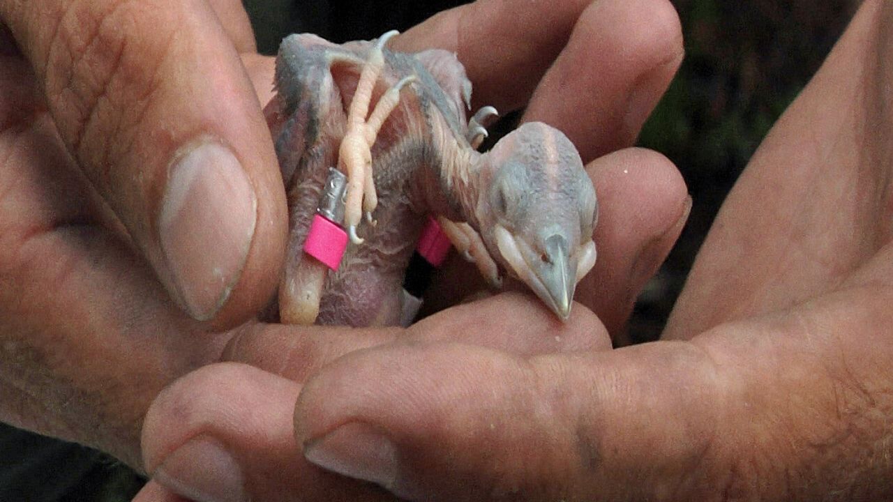 Baby Woodpecker 