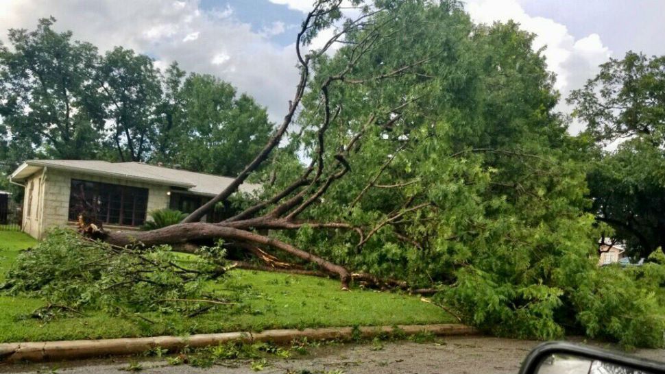 The City of San Antonio shared this picture of a tree that was downed during the storms on June 6, 2019. (Courtesy: @COSAGOV)