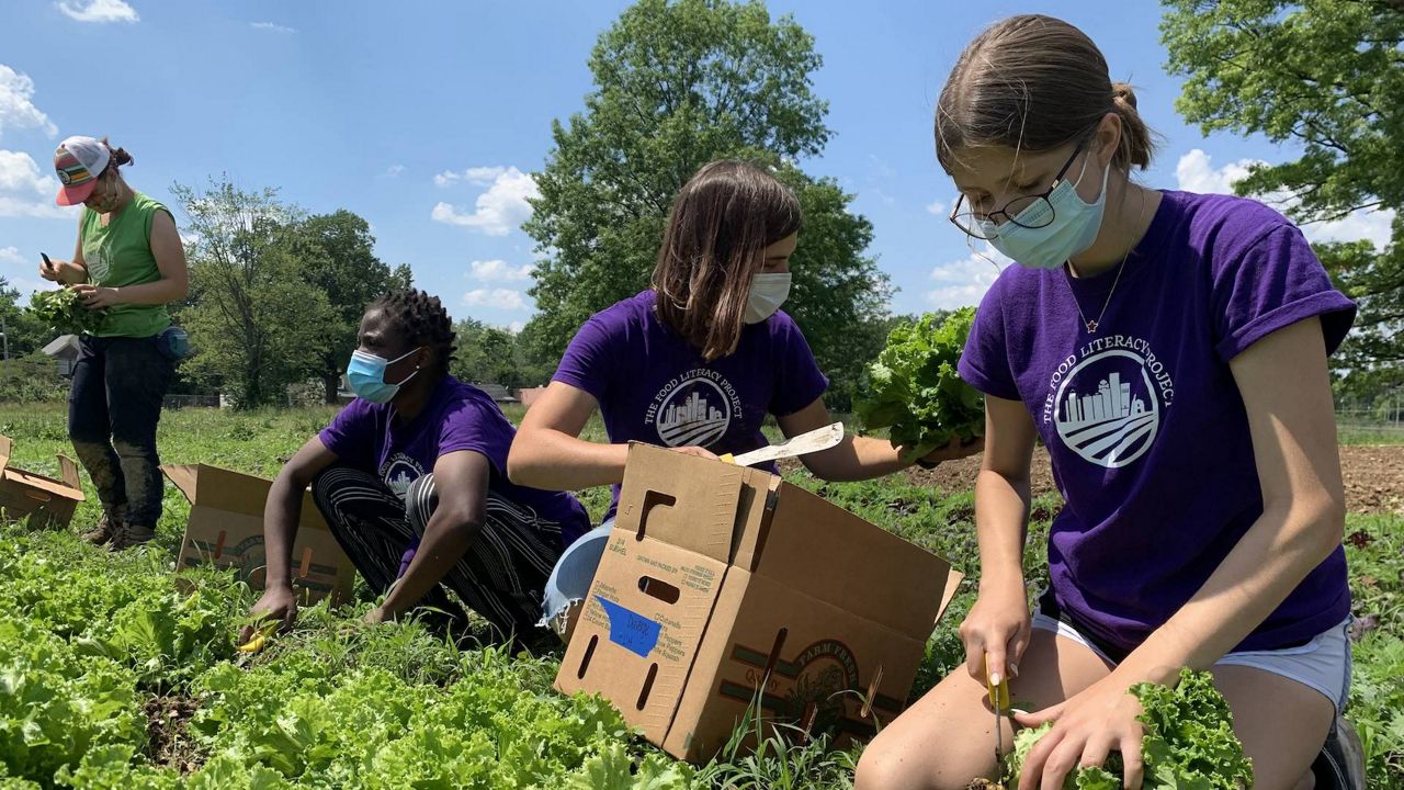 iroquois farming