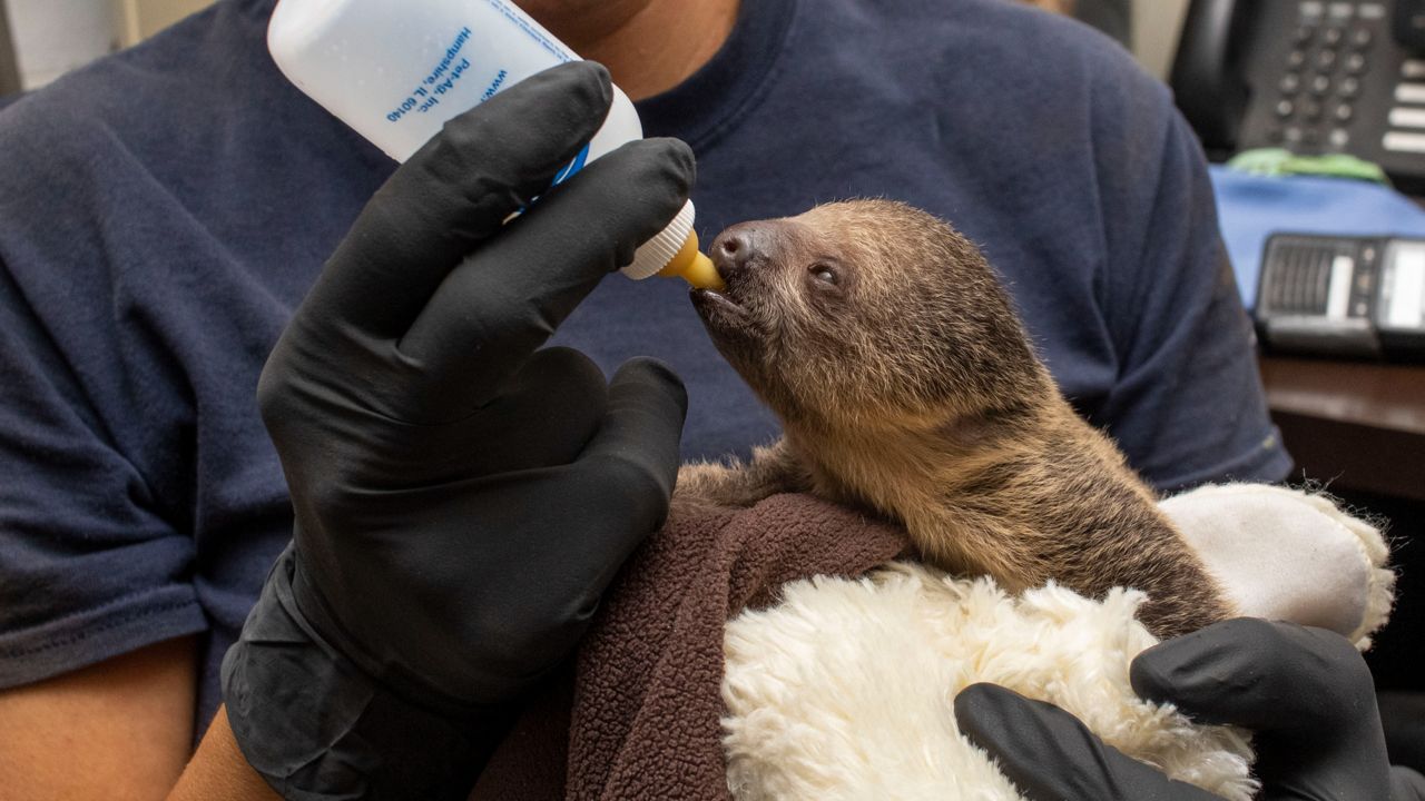 The baby sloth is bottle-fed goat’s milk every three hours. (Courtesy of Brevard Zoo)