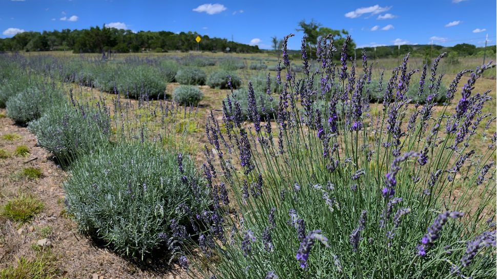 Fragrant Lavender Takes Over Blanco at Annual Festival