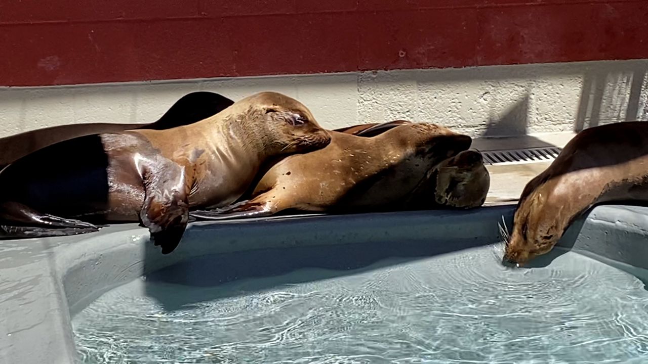California sea lion, Animals
