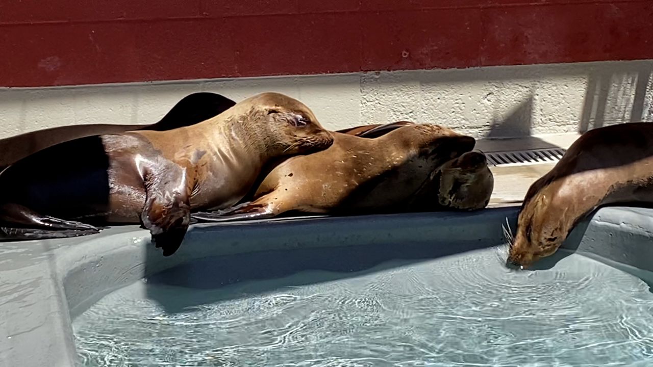 California sea lions and cancer - Vimarsana News