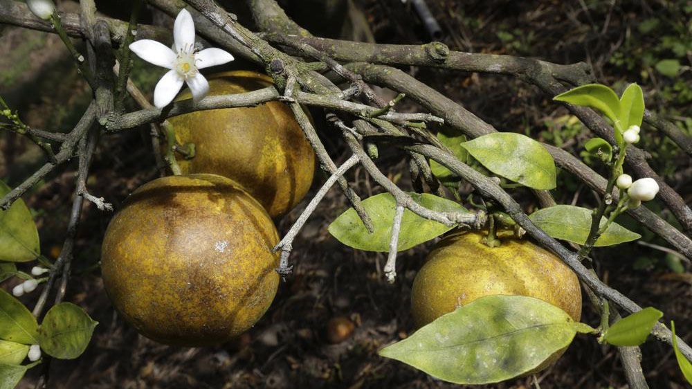 An orange blossom grows alongside some ripening fruit in a grove on Dec. 11, 2013, in Plant City, Fla. (AP Photo/Chris O'Meara, File)