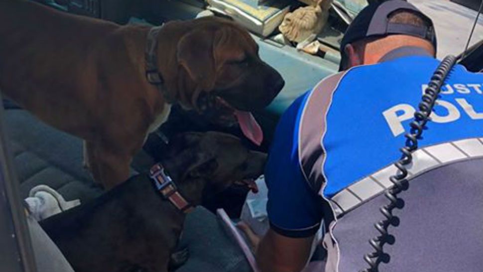 An Austin police officer saves panting dogs left in a truck on Red River Street. (Courtesy/ "Making a Difference" blog)
