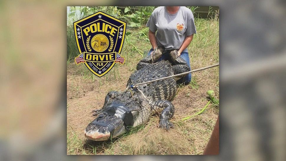 12 foot gator removed by trappers after killing woman (Davie Police)
