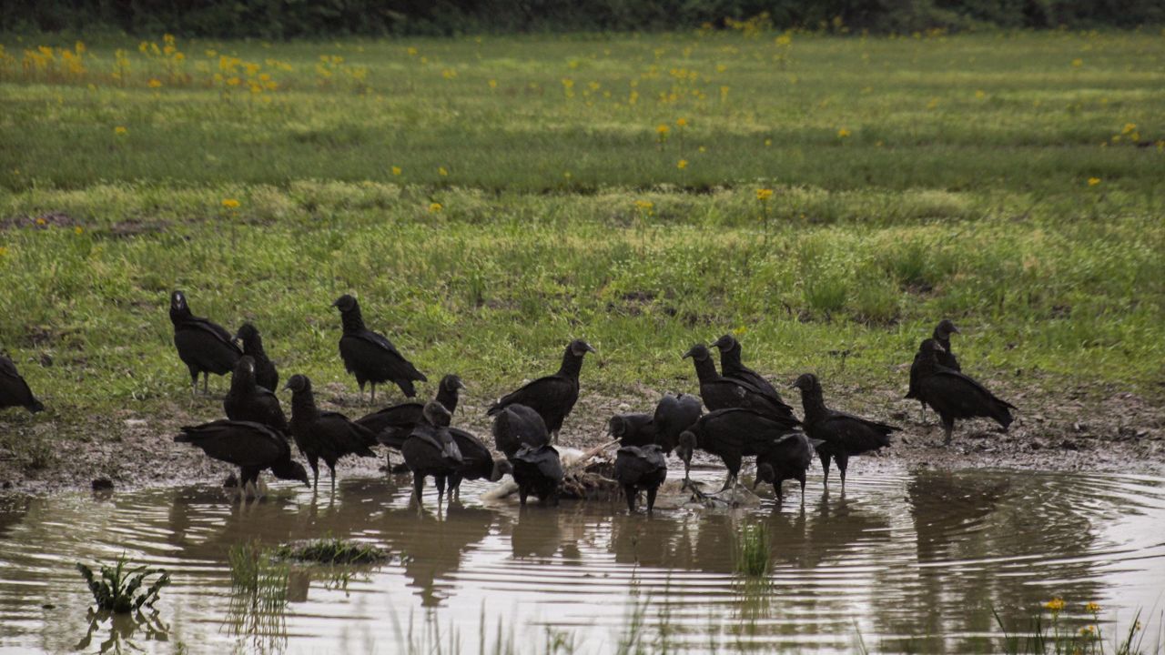 Black vultures.