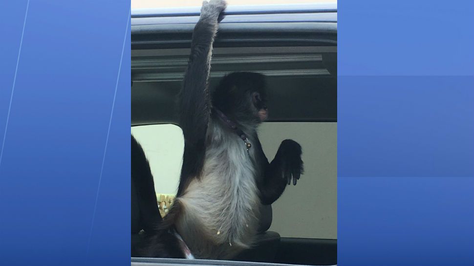 A pet monkey attacked a worker at a Home Depot in Okeechobee on Monday. (Okeechobee County Sheriff's Office)