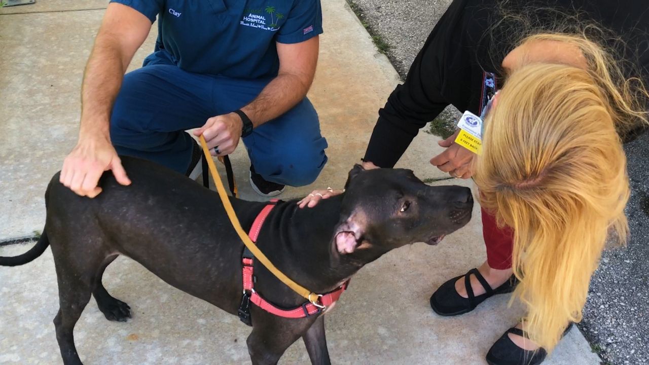 Dog Left for Dead in Cocoa Ready to be Fostered
