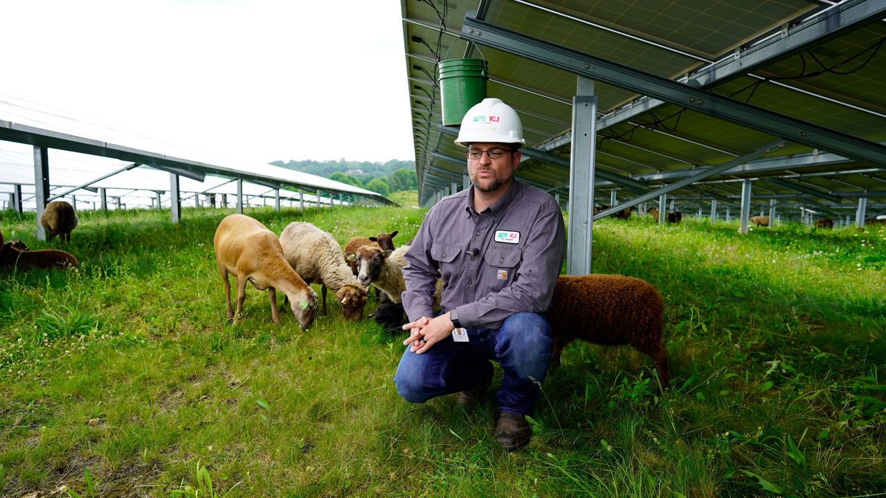 Shetland sheep graze Kentucky's largest solar farm
