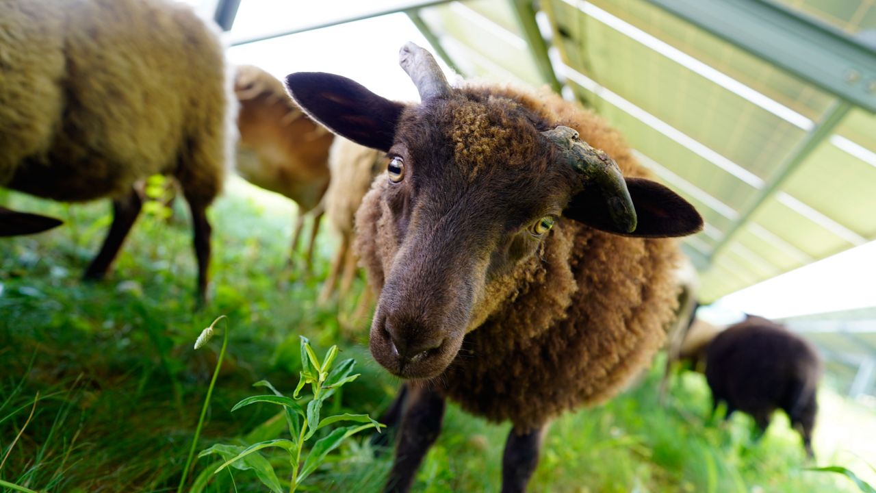 Shetland sheep graze Kentucky's largest solar farm