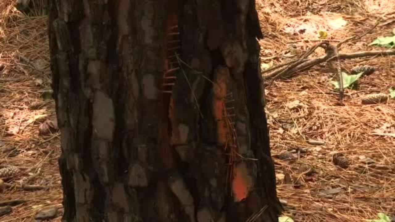 Several Trees Spiked With Nails In Chapel Hill   0611 Ral Treenailjpg