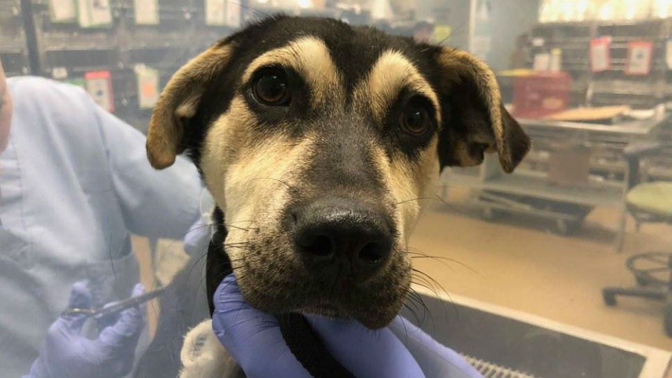 Sweet Molly sits still while medical staff work on treating her wounds. (Courtesy/ACS, Facebook)