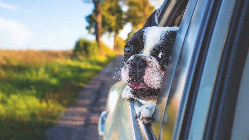 Photo of a dog in a car window (Pixabay)