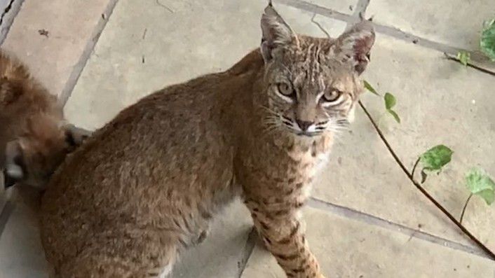 Bobcat  Washington Department of Fish & Wildlife