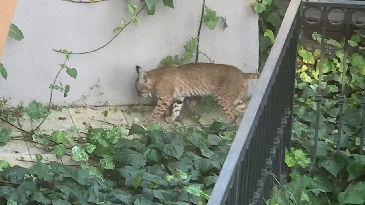 Bobcat Spotted In Orange County 