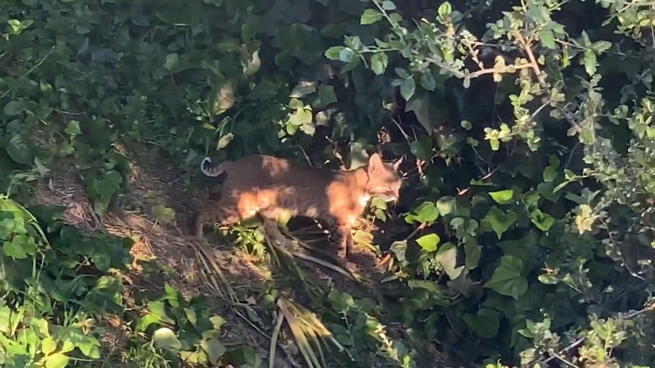 Bobcat Spotted In Orange County 