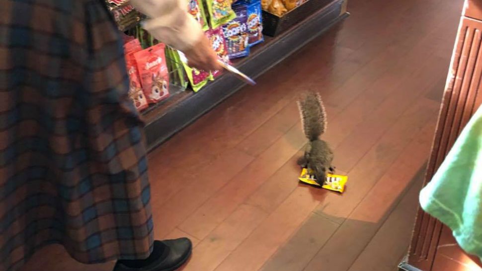 A squirrel was spotted last week stealing candy from a shop at Disney World's Magic Kingdom. (Brianna Bradshaw/Facebook)