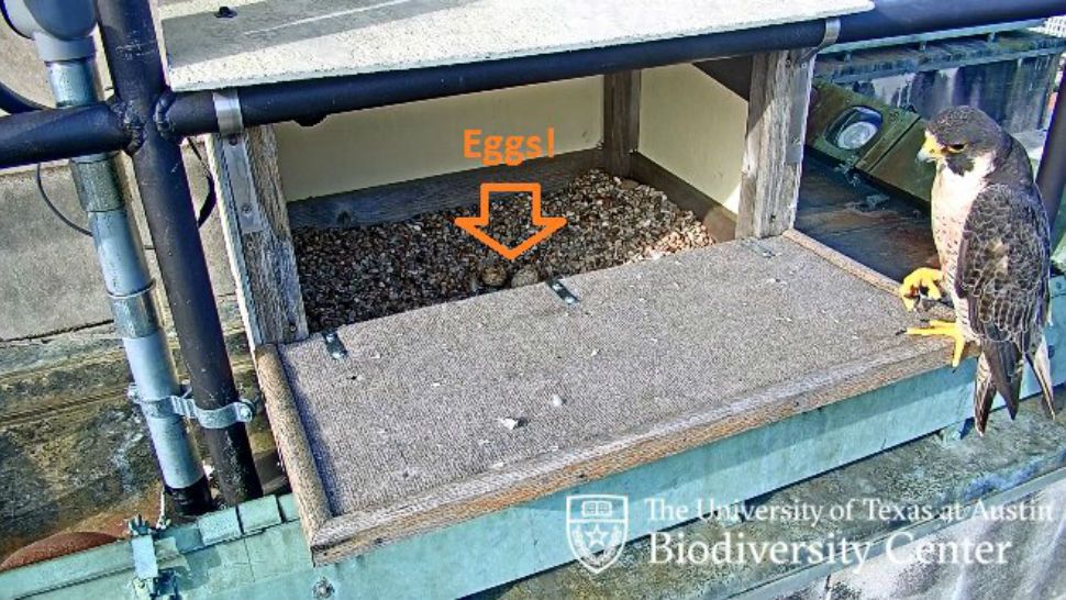 "Tower Girl" has laid eggs. (Courtesy: University of Texas Biodiversity Center)