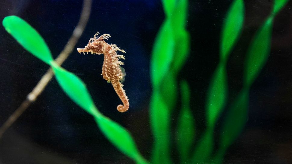 Frito the tiny seahorse was found and rescued after becoming entangled in fishing line. (Clearwater Marine Aquarium)