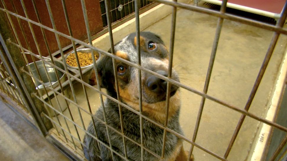 animal rescue shelters