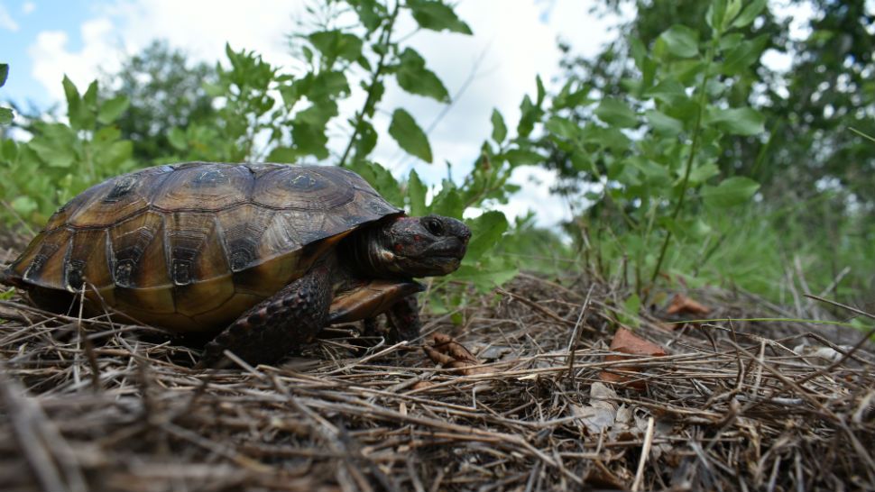 Raphael, a gopher tortoise, was released back into the wild. In April, he was found covered in spray paint on County Road 455 in Lake County. (FWC)
