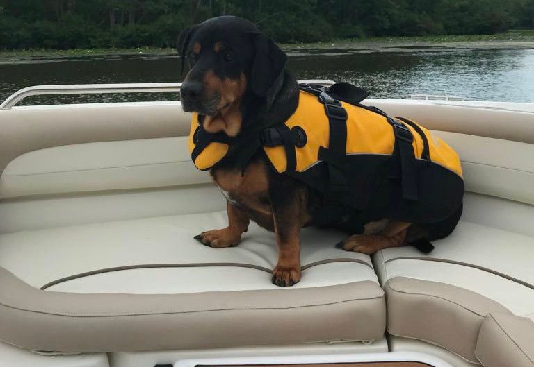 dog on boat