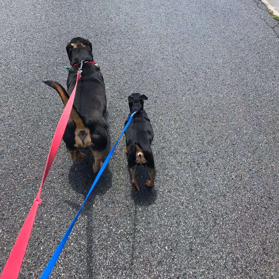 walking the dogs