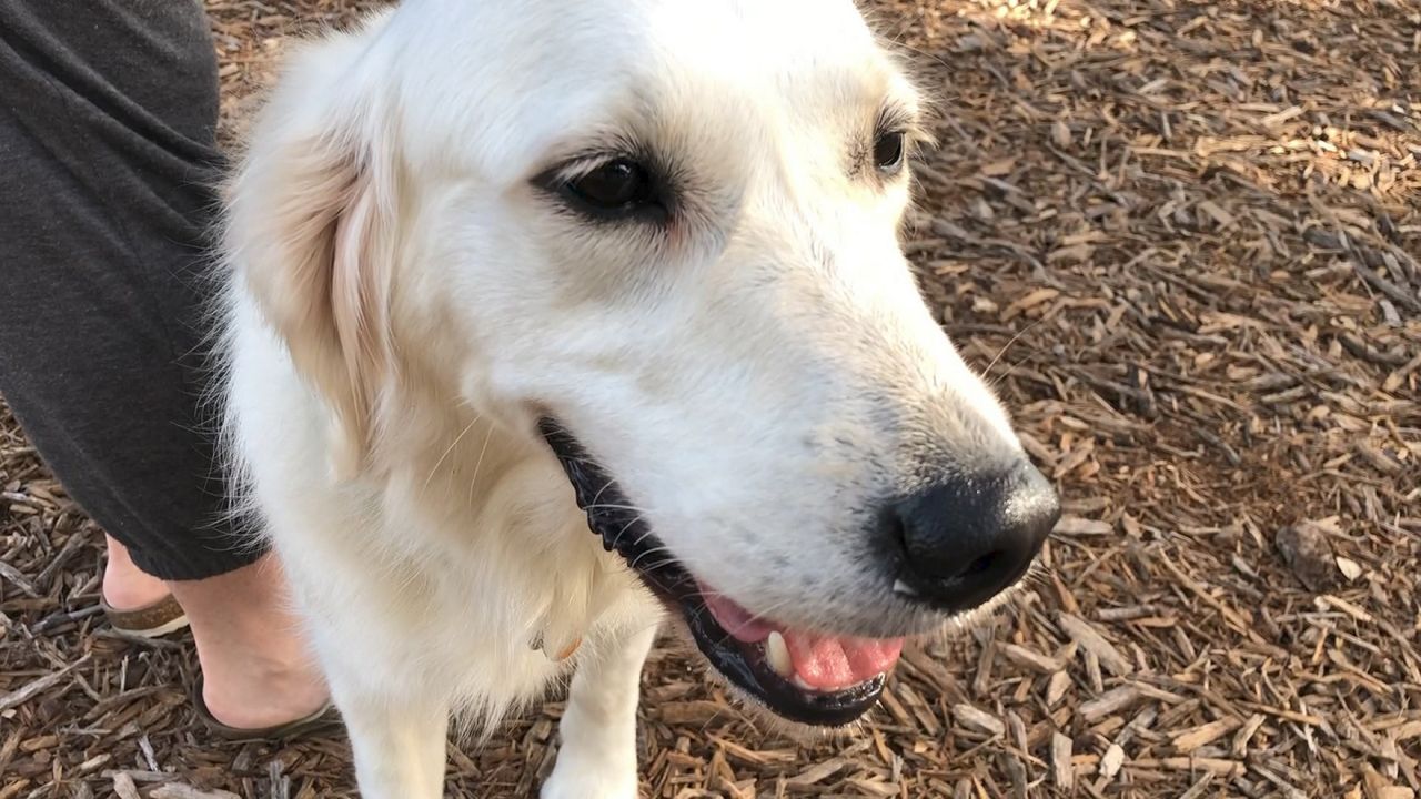 A dog at play at Vinoy Park in St. Pete. (Spectrum News)