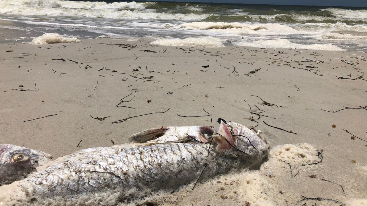 Red Tide Dead Fish Return To Pinellas County Beaches