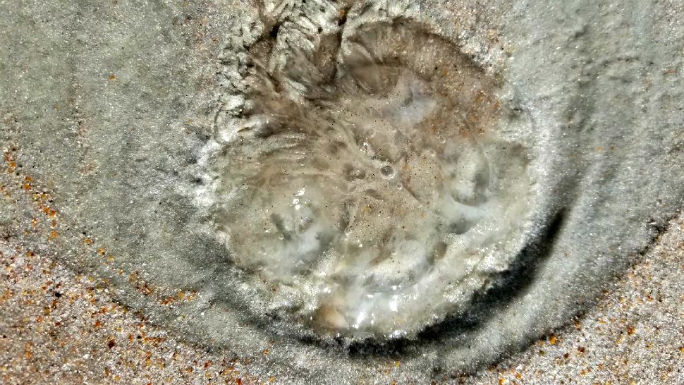 Moon jellyfish like this one have stung hundreds along Volusia County beaches since the weekend. (Volusia County Beach Safety)
