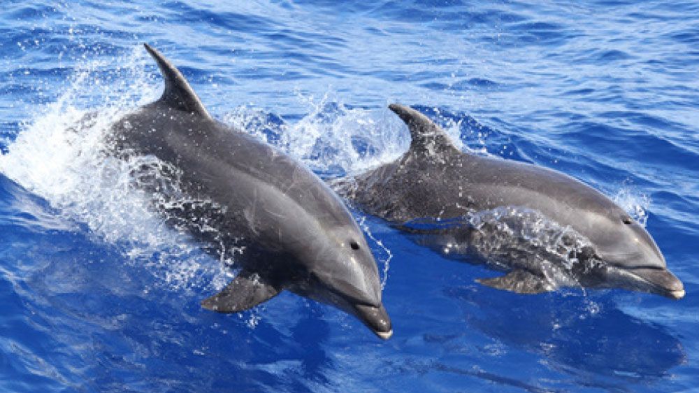 Dolphins. (File)