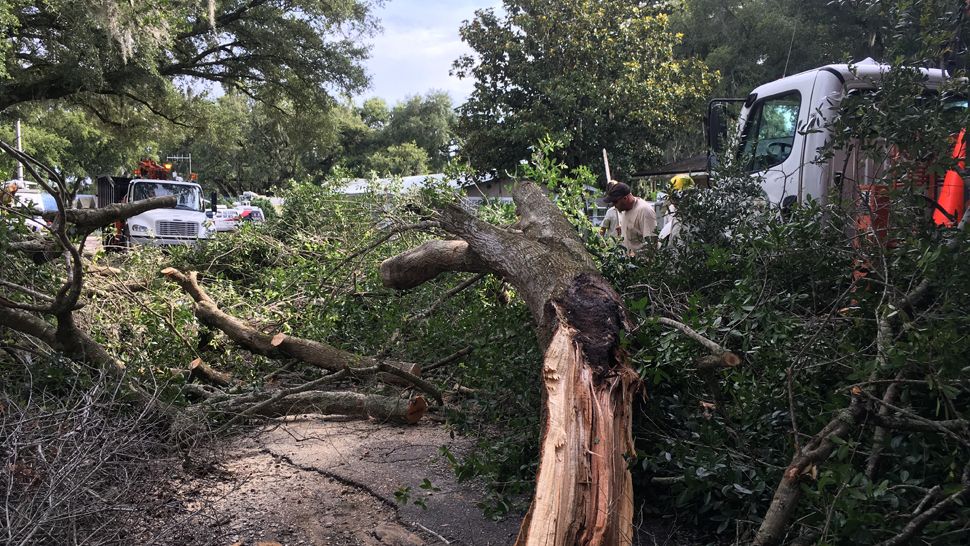 Crews work to clear a downed tree from near the Pinecrest Mobile Home Park in Zephyrhills, Friday, June 15, 2018. (Laurie Davison, staff)