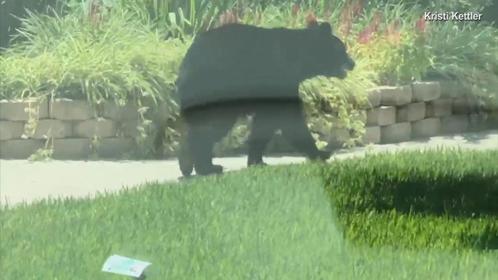 "There's a Bear!" Bear Takes a Stroll in Altamonte Springs