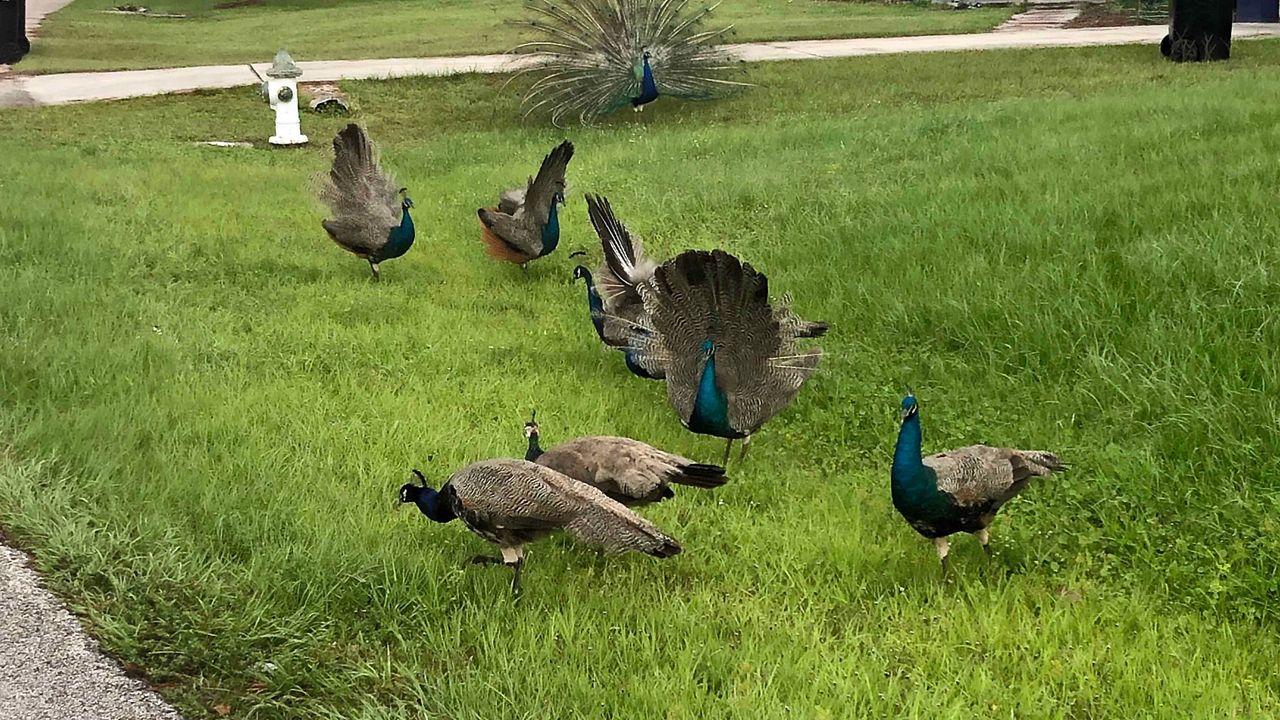 peacocks jogging bottoms