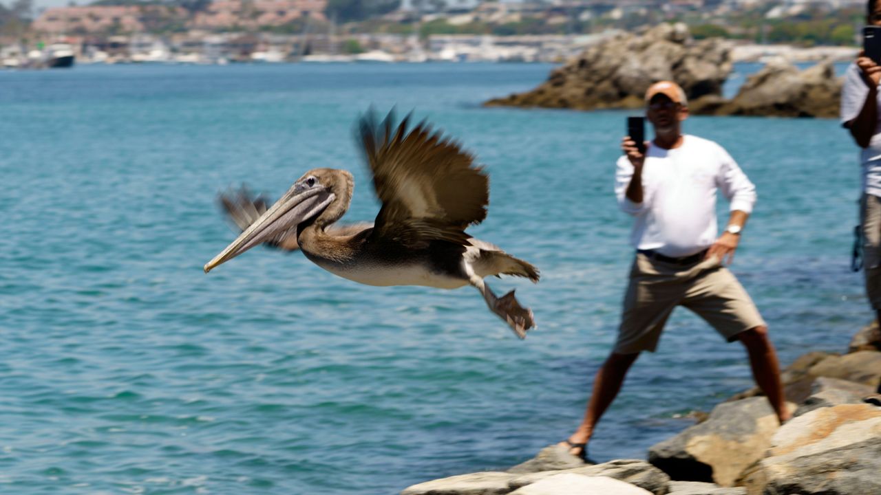 A Brown pelican flies into the wild at Corona Del Mar State Beach in Newport Beach, Calif., on Friday, June 17, 2022. (AP Photo/Damian Dovarganes)