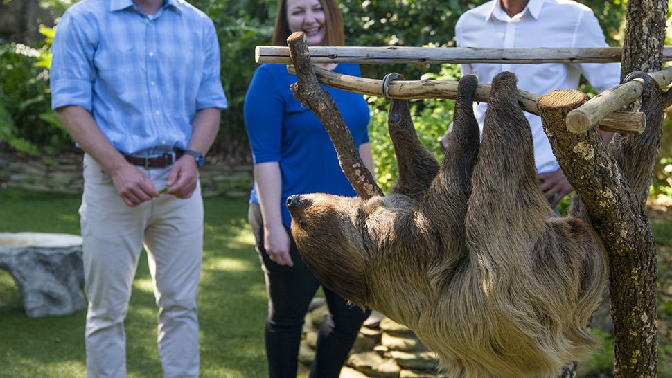 Busch Gardens Tampa Bay is now offering up-close encounters with sloths and rhinos. (Courtesy of Busch Gardens)