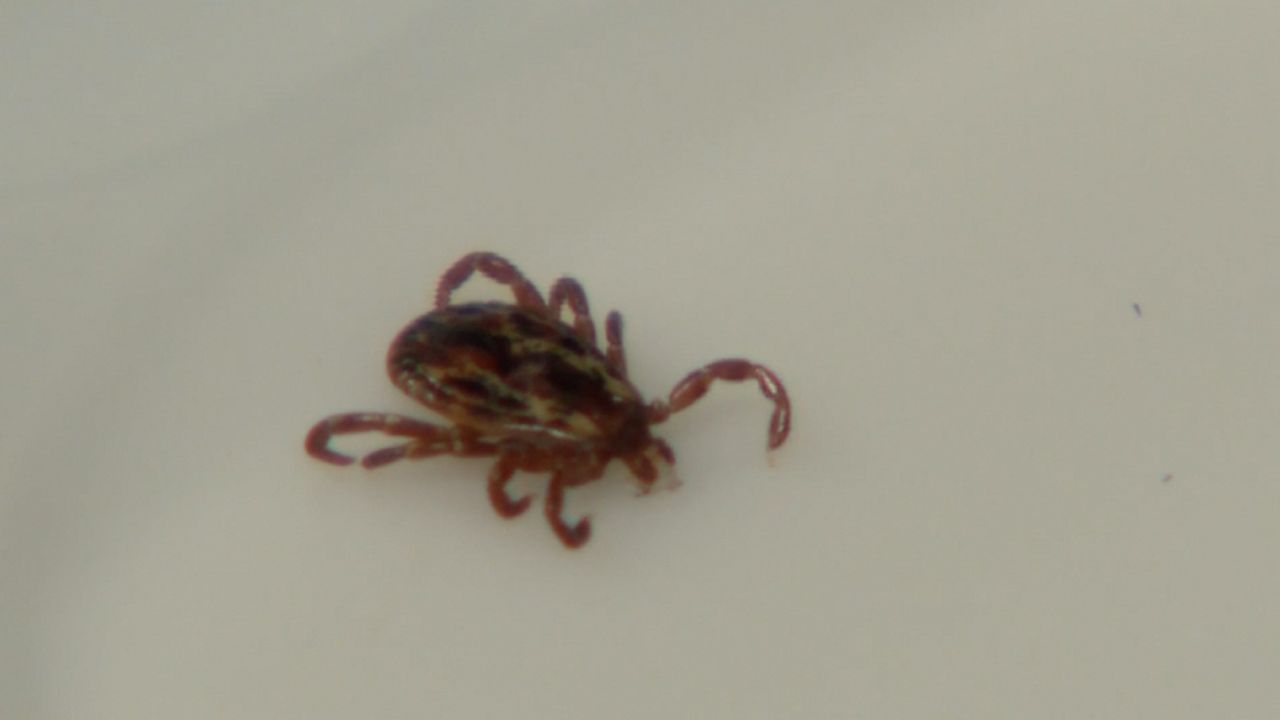Ticks should be removed within 24 hours of attachment.