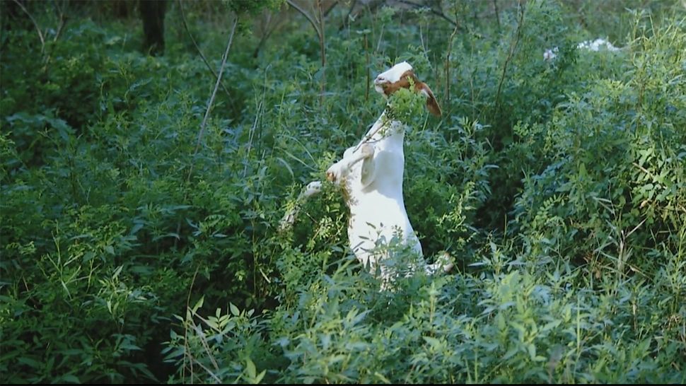 Leaf-eating goat Shi Yangkun "Untitled, from his 2016 Solasaligia Series"