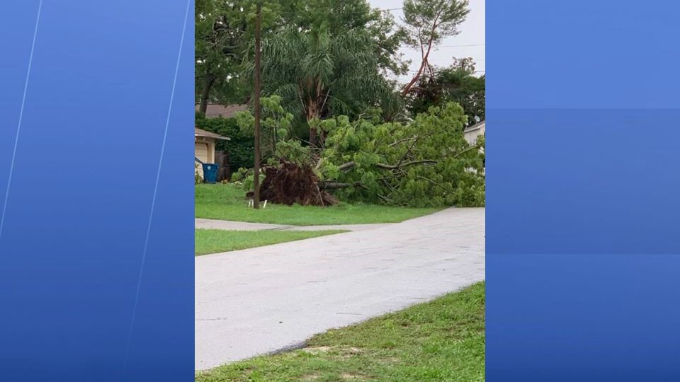 Storms brought down this tree Wednesday afternoon in Spring Hill. (Viewer photo by Kristen Marmol)